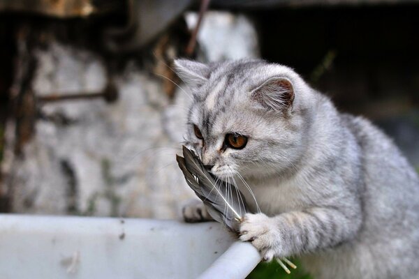 Gato gris oliendo la pluma