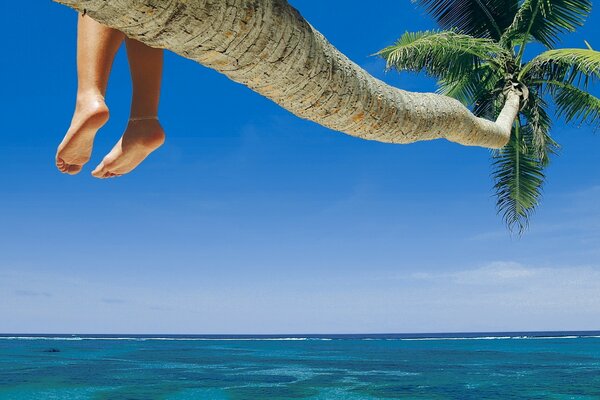 The legs of a child sitting on a palm tree by the water