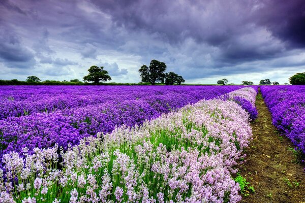 Ein Feld von schönen lila Blumen