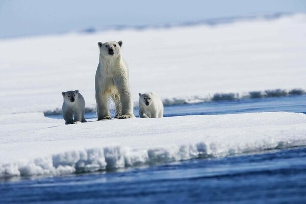 Three polar bears on an ice floe