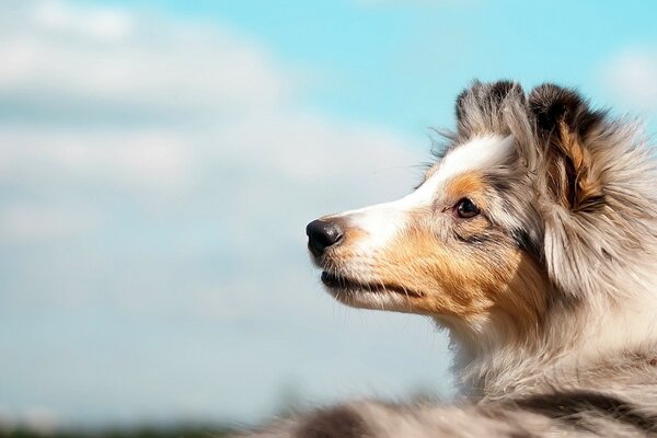 A dog looking longingly into the distance