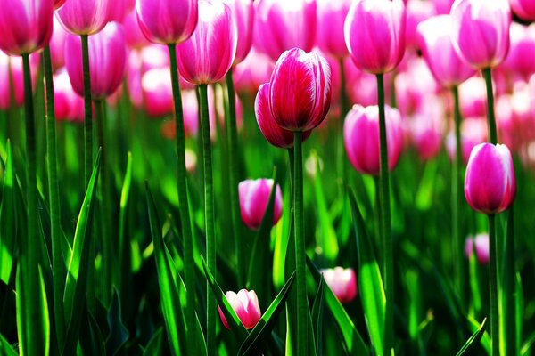 Campo de tulipanes rosados con vetas blancas