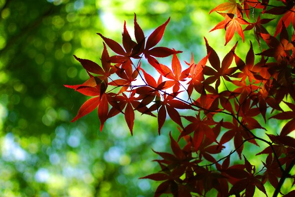 Folhas brilhantes de outono na floresta