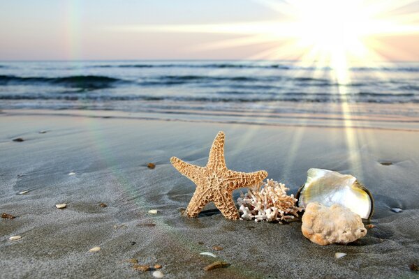 Muscheln am Meer