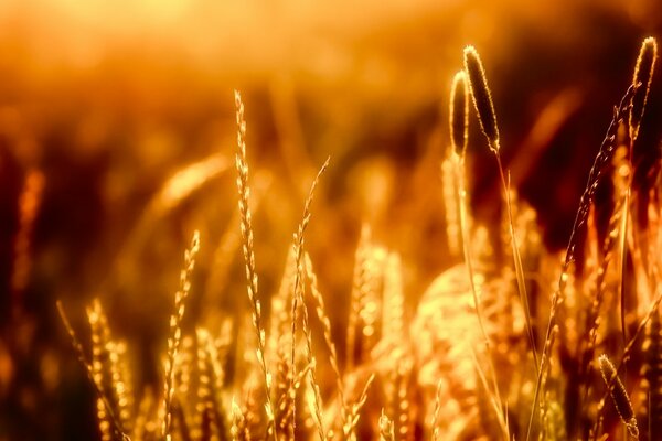 Goldene Weizenlandschaft im Sonnenlicht