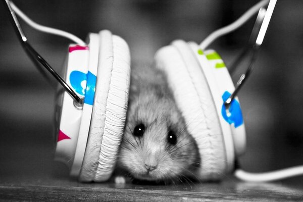 Mouse in big white headphones