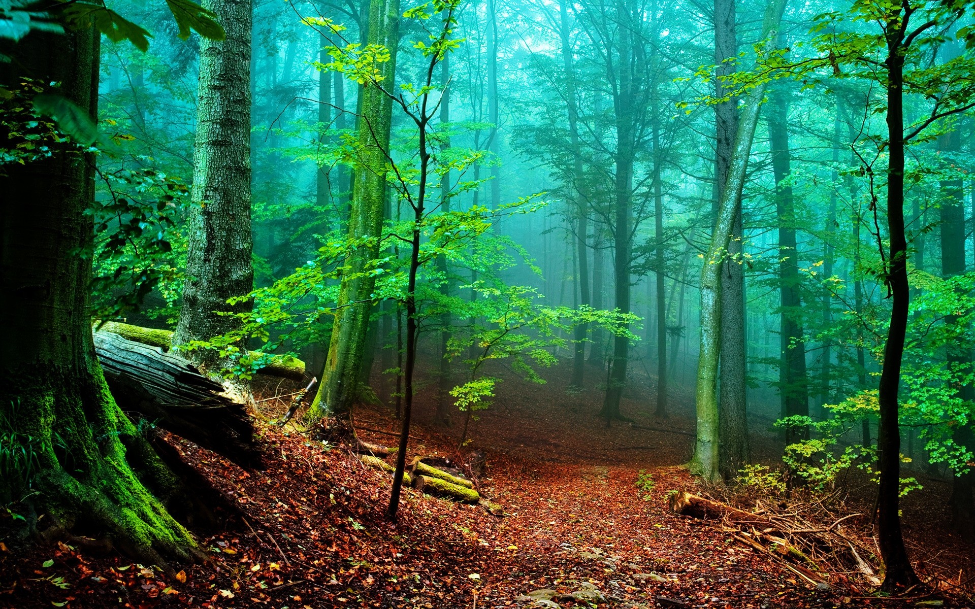 paesaggio legno foglia albero natura autunno paesaggio nebbia parco nebbia alba lussureggiante faggio luce guida sunbim ambiente scenico bel tempo sole alberi sfondo