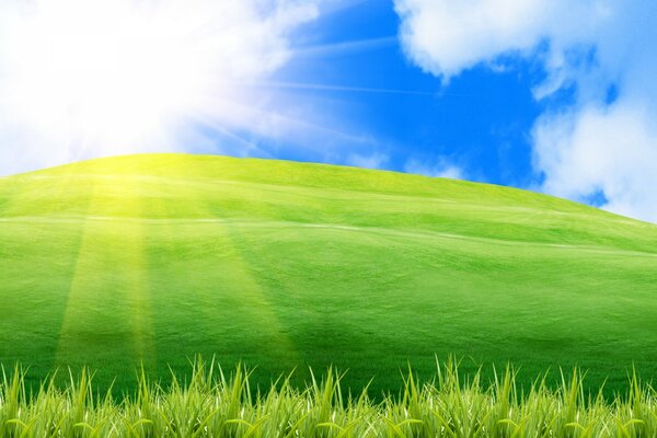 Cielo azul, sol cegador Campo verde iluminado por el sol abrasador