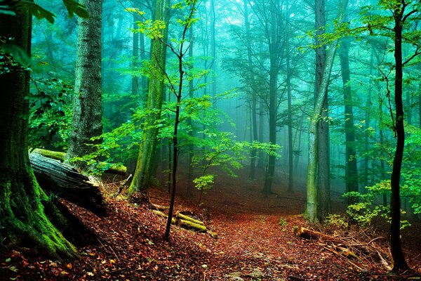 Der Wald von innen in all seiner sommerlichen Pracht