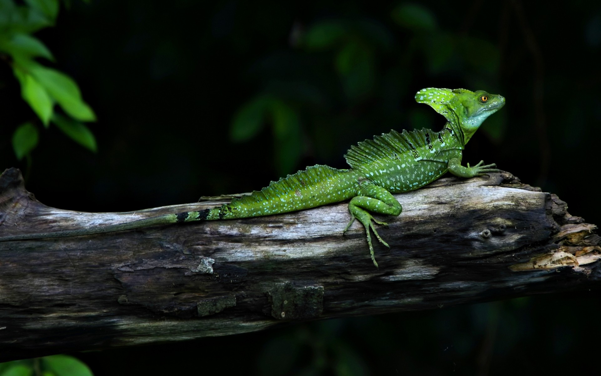 reptiles and frogs lizard reptile rainforest wildlife dragon wood tree chameleon outdoors nature leaf tropical gecko jungle side view zoo one daylight iguana