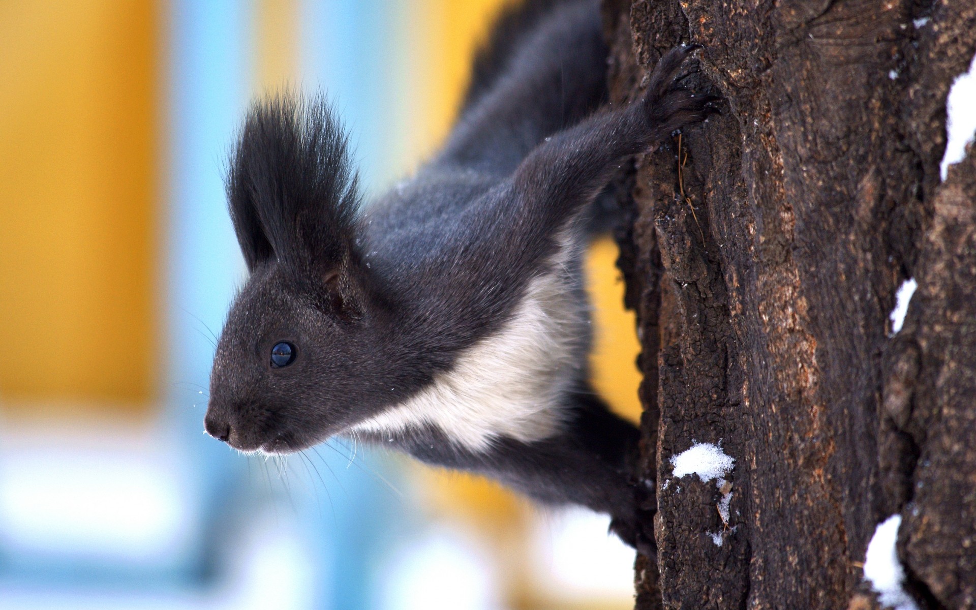 animali mammifero legno fauna selvatica uno carino all aperto natura albero ritratto luce del giorno scoiattolo