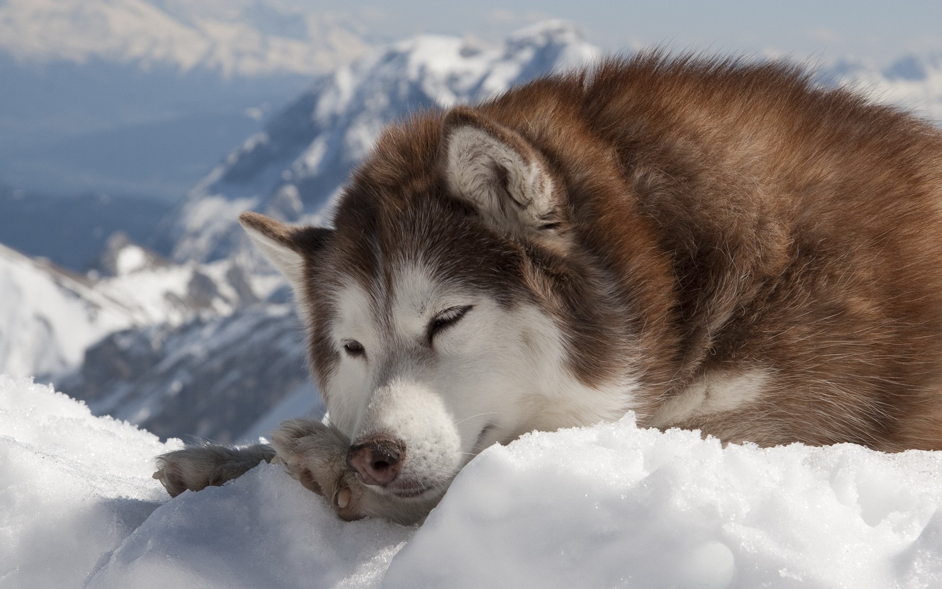 dogs snow winter frosty cold nature mammal outdoors wolf fur eskimo malamute