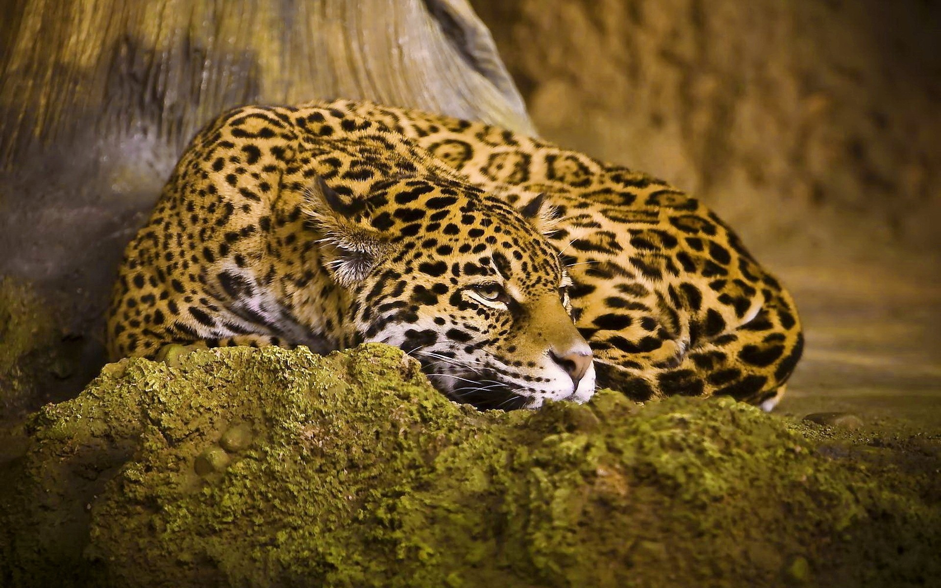 animaux faune léopard chat mammifère zoo nature prédateur sauvage animal jaguar