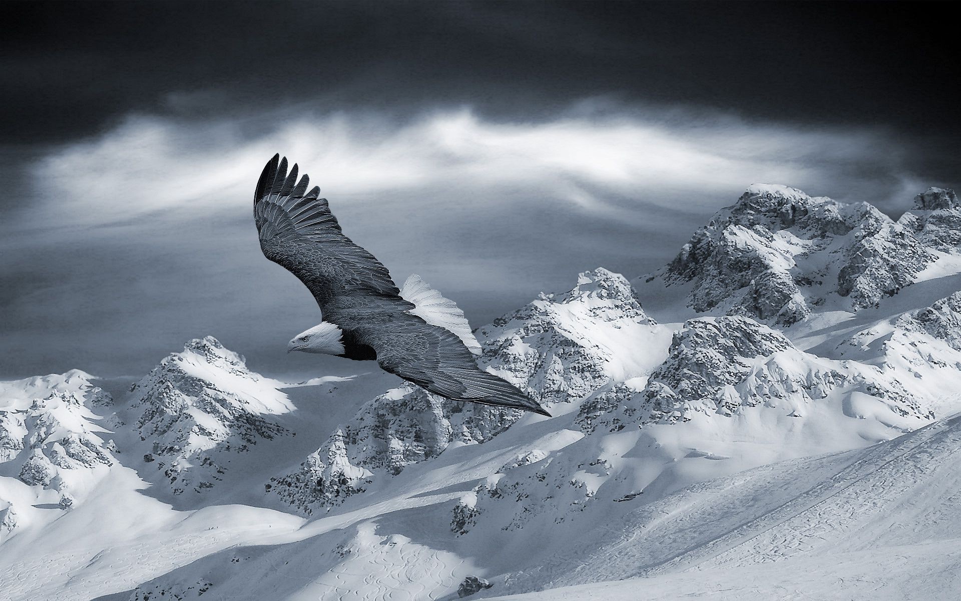 animaux neige hiver glace froid montagnes gel nature ciel paysage haute congelé à l extérieur glacier