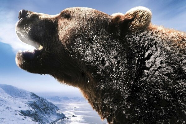 Invierno nevado, oso en las montañas