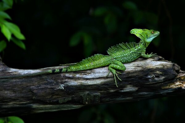 Image of a lizard sitting on a branch