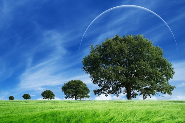 Trees of different sizes against a blue sky background