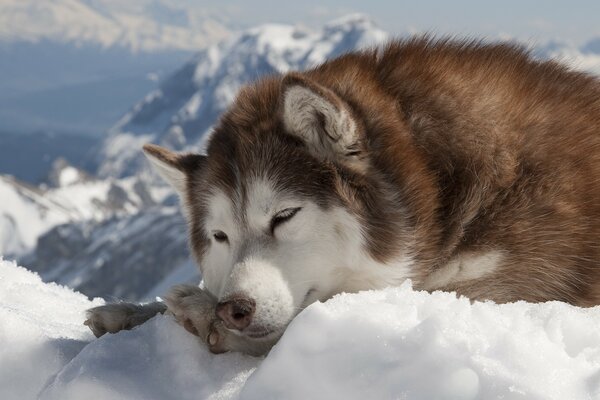 Cute malamute in the snow