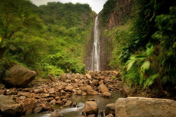 Cascada entre la exuberante vegetación