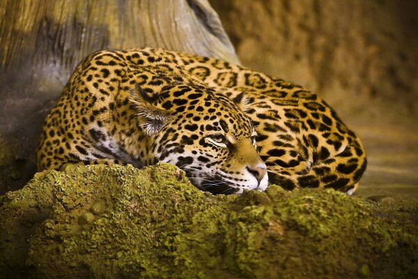 Resting leopard at the foot of a tree