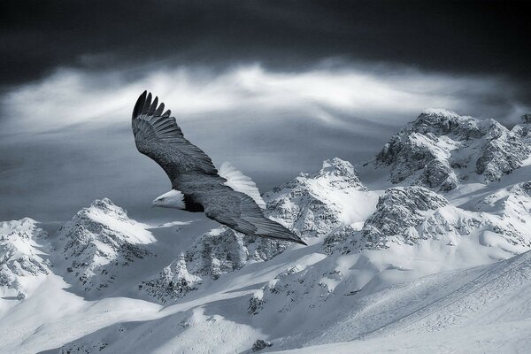 A big eagle is flying on the slopes