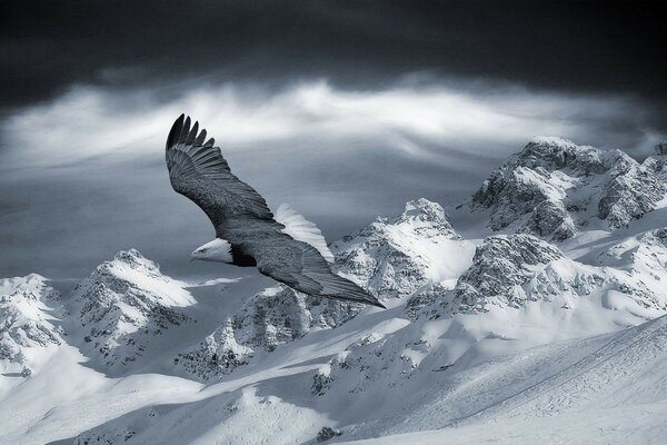 El gran águila vuela por las laderas