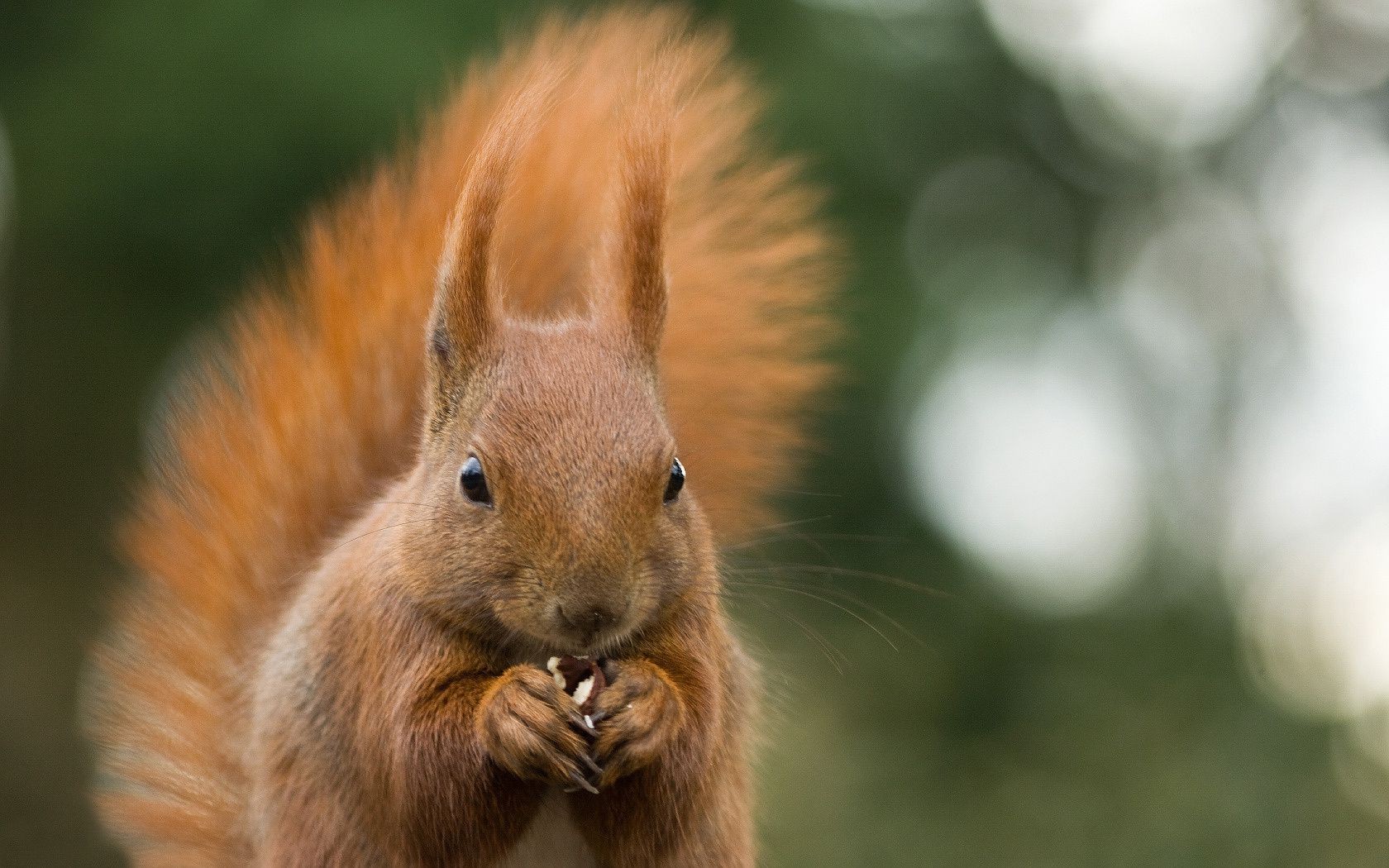 écureuil écureuil rongeur mammifère la faune fourrure nature portrait animal mignon vers le bas sauvage chat cheveux un oeil à l extérieur renard