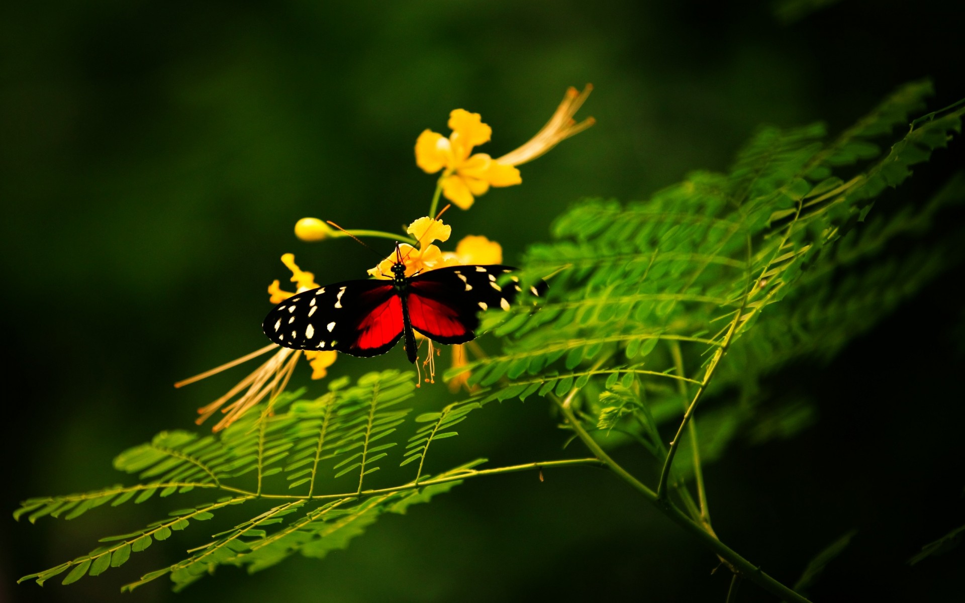 insectos naturaleza hoja insecto flor al aire libre flora jardín verano color árbol luz primer plano hierba brillante salvaje fondo volar