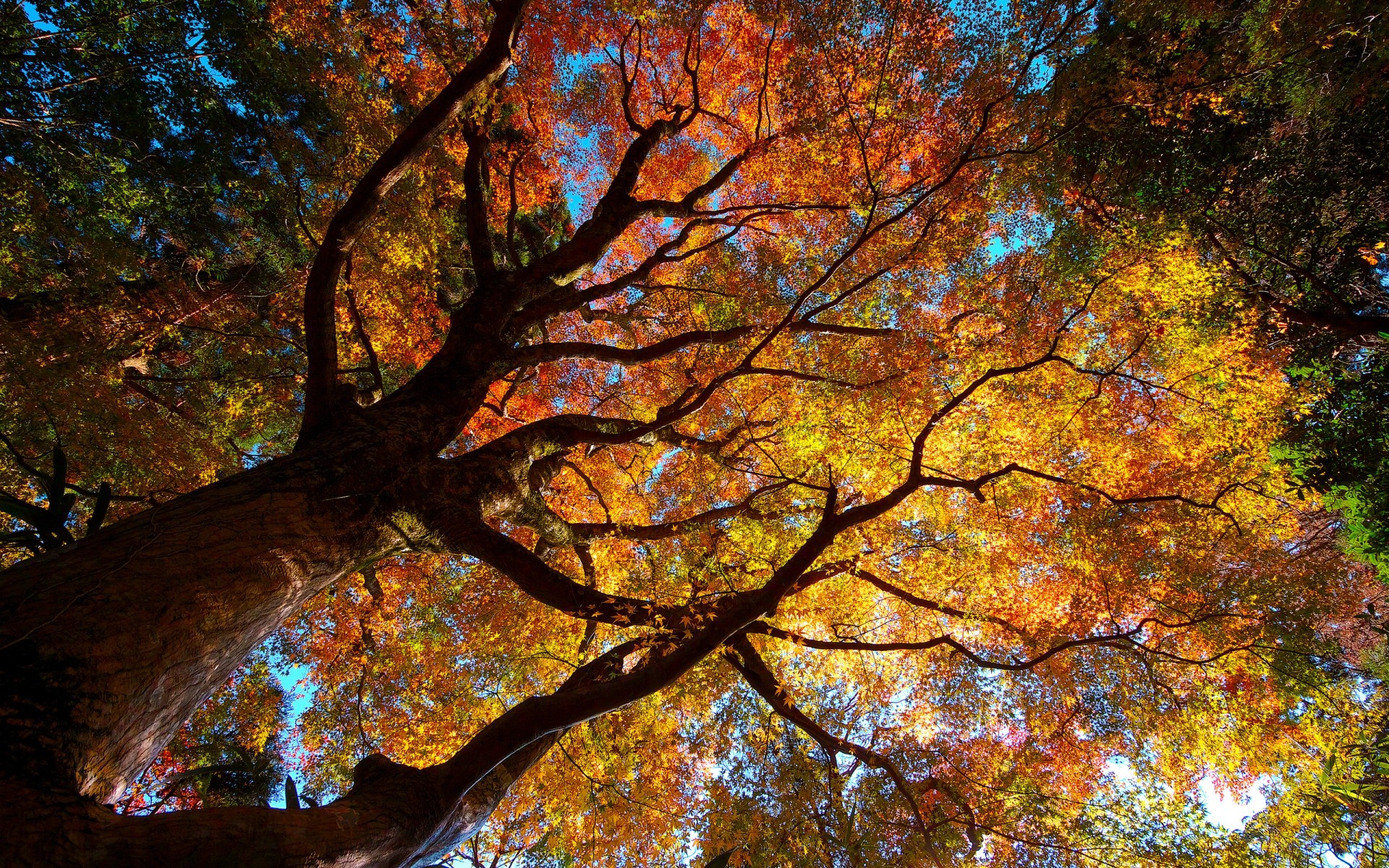 plantes automne feuille arbre érable bois branche saison parc nature paysage couleur lumineux