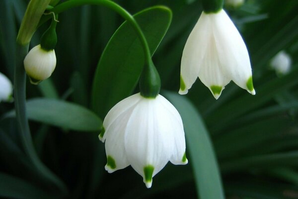 Snowdrops prímula flores Primavera Macro