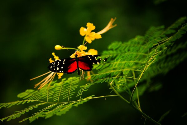 Mariposa en la flor, belleza natural