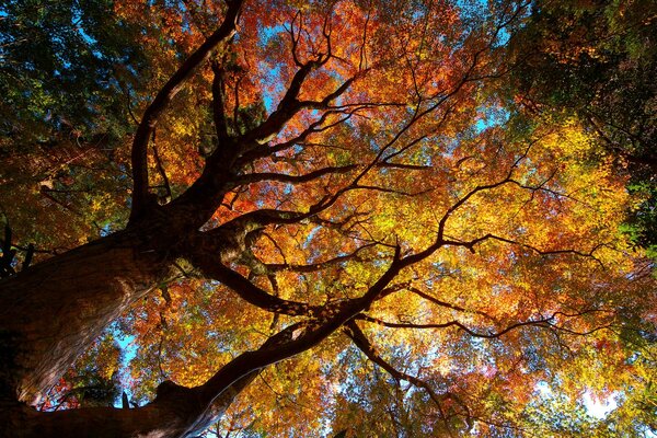 Bottom view of the sky through an autumn tree