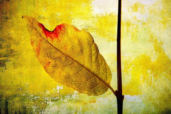 Autumn leaf desktop abstract