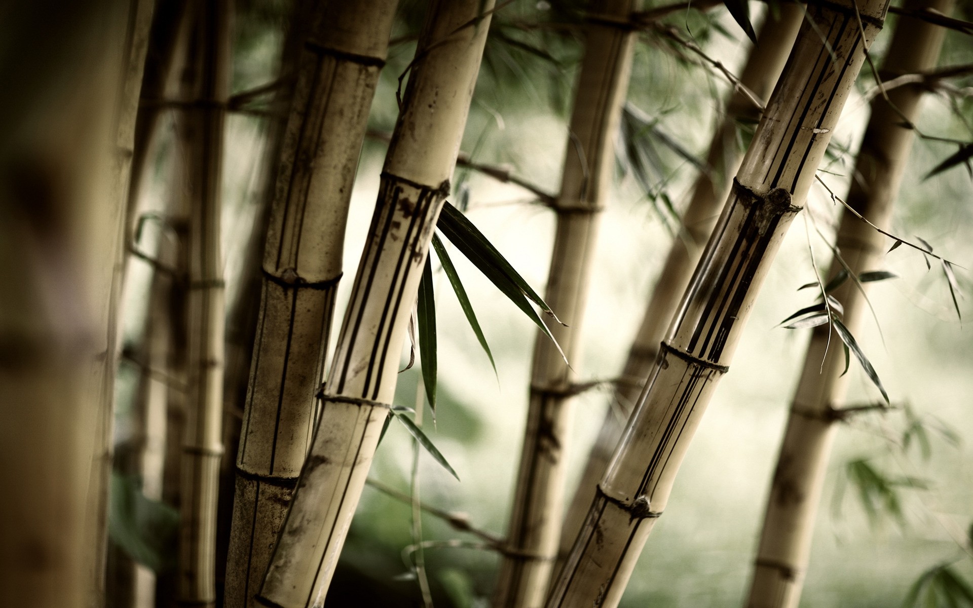 plantas bambu arquitetura velho arte aço casa