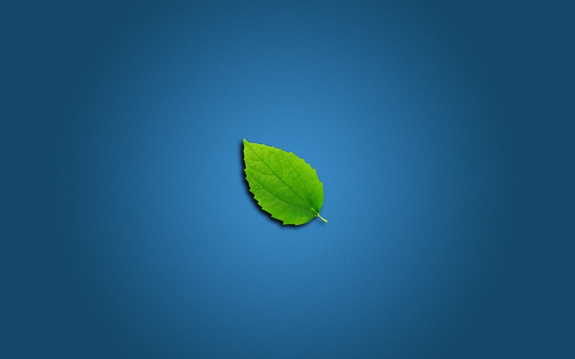 minimalismo foglia natura all aperto estate crescita cielo ecologia sole bel tempo flora albero sfocatura germinare sfondo verde blu