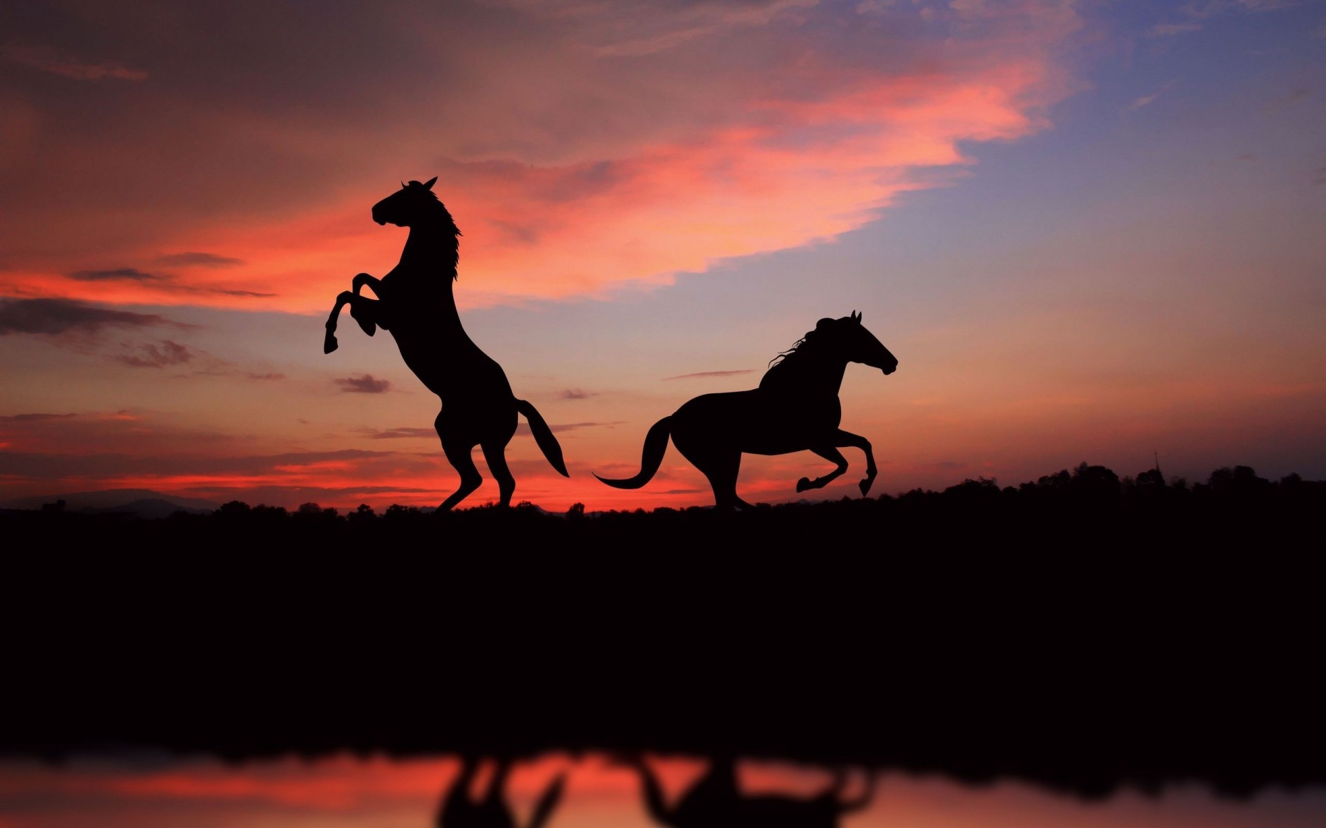 animaux coucher de soleil silhouette rétro-éclairé soir ciel aube mammifère soleil paysage crépuscule cavalerie un noir cheval