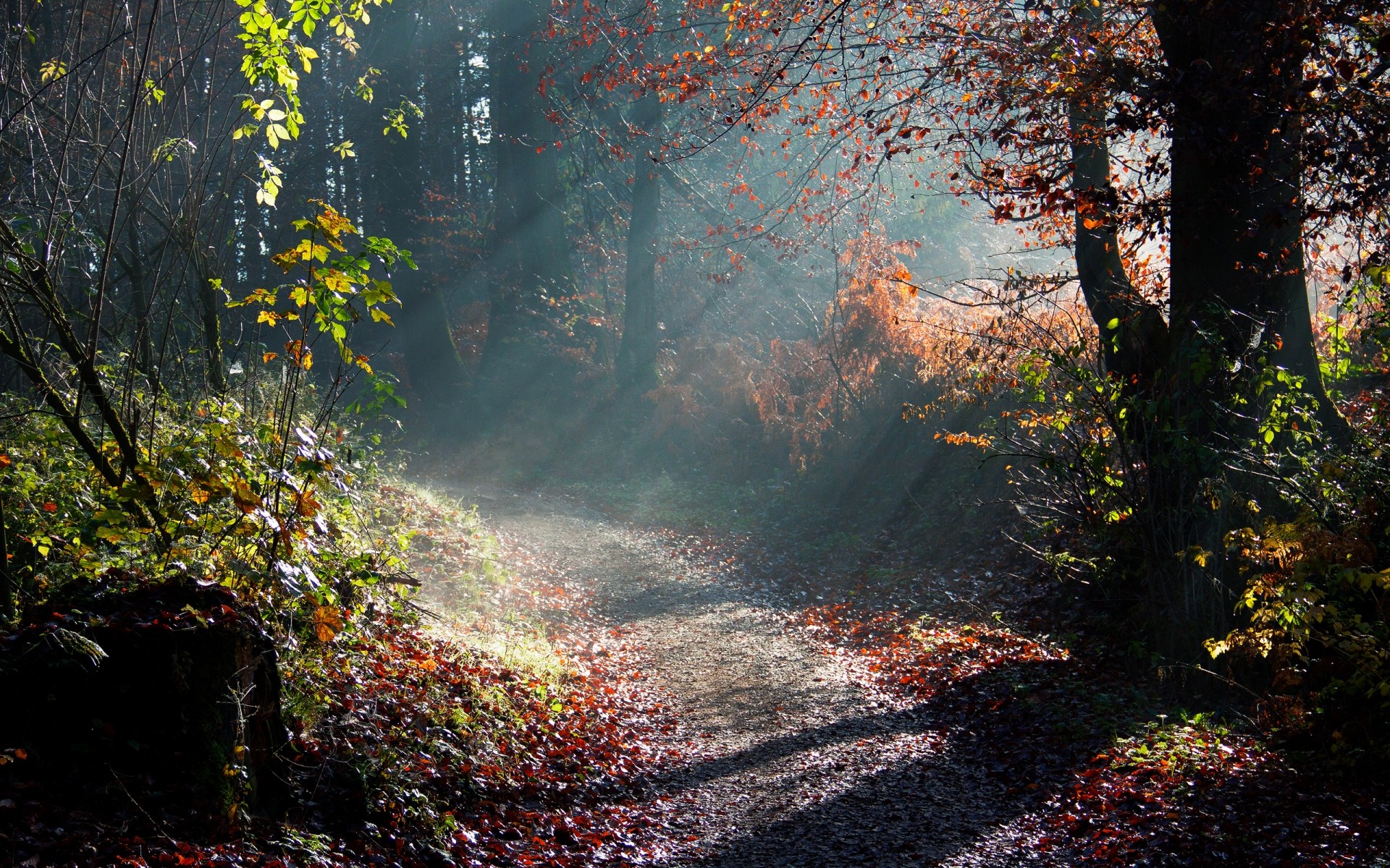 paisagens outono folha madeira árvore paisagem natureza parque névoa ao ar livre névoa maple água amanhecer exuberante cênica ambiente árvores sol fundo