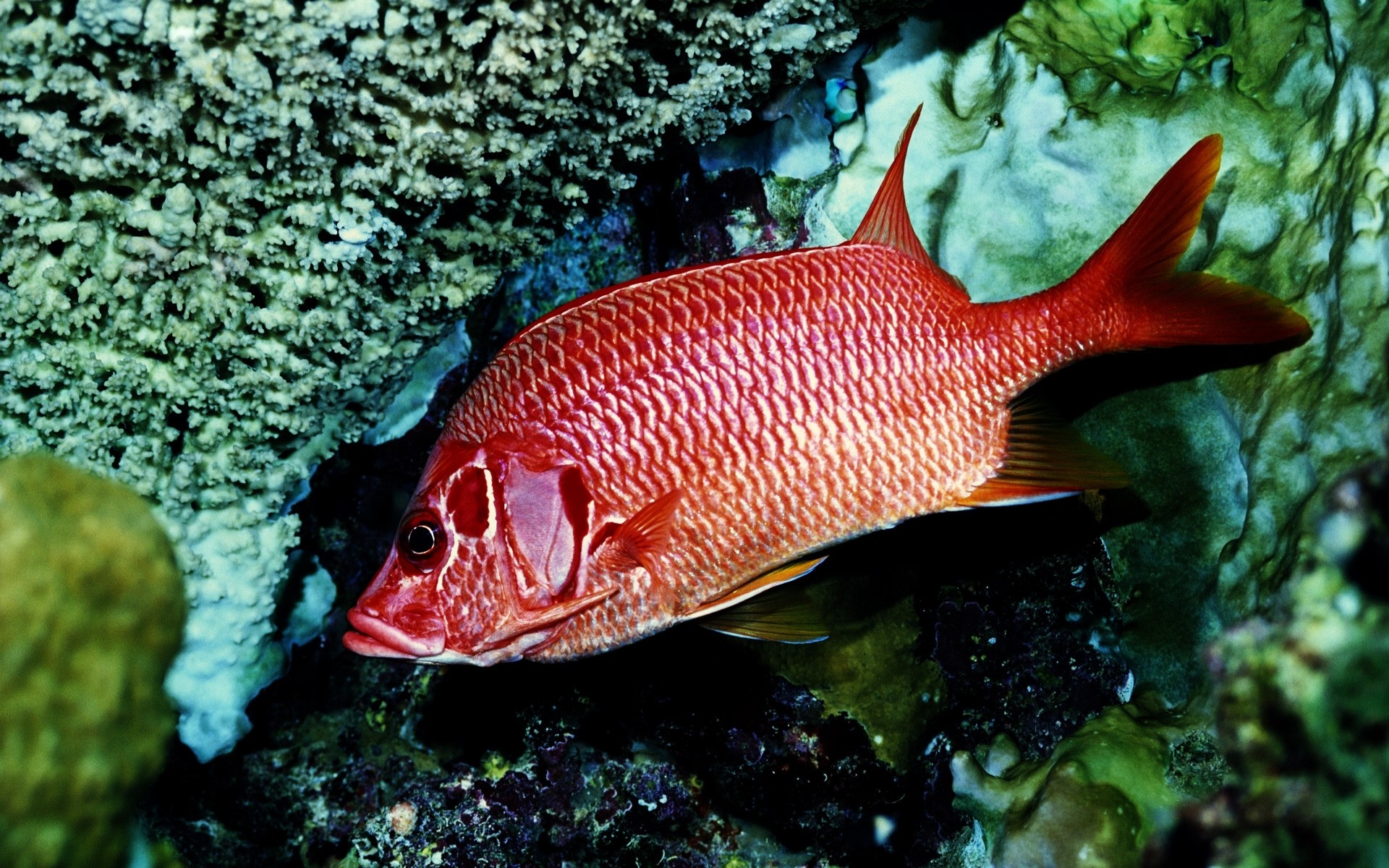 animaux marins poissons sous-marin océan mer corail tropical nature récif natation eau marine animal arrière-plan