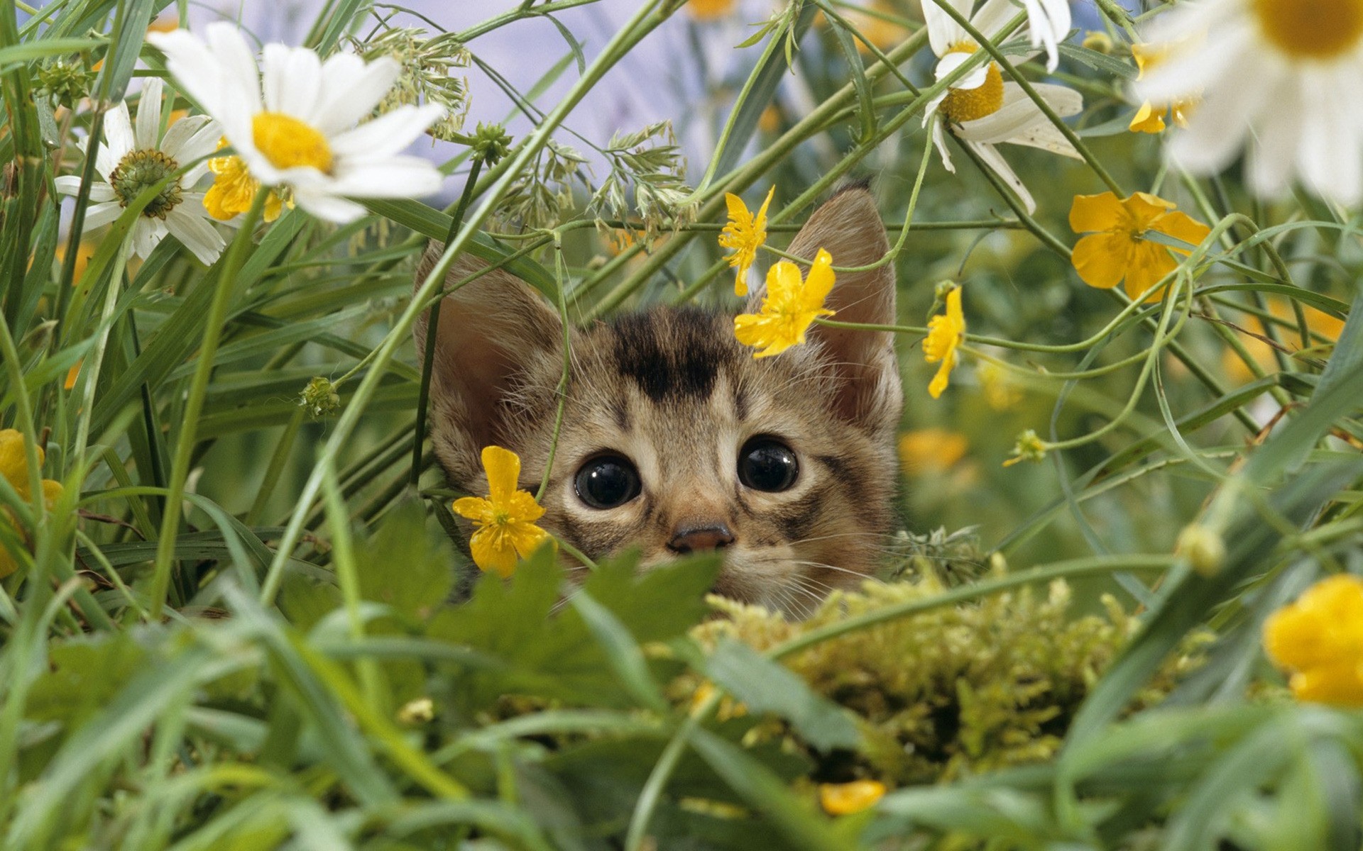 chats nature fleur herbe champ été foin flore petit à l extérieur pâques