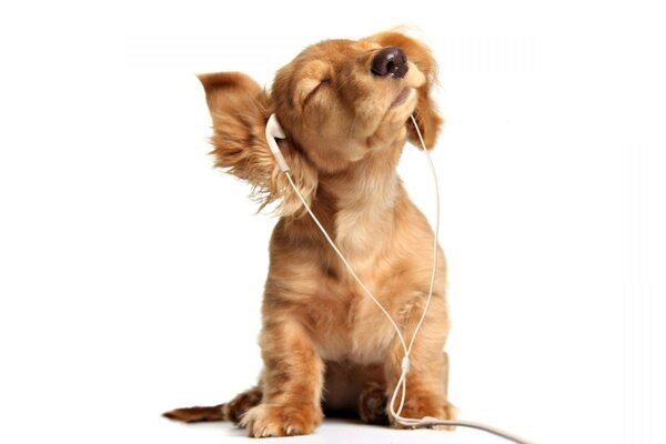 Perro escucha música con auriculares