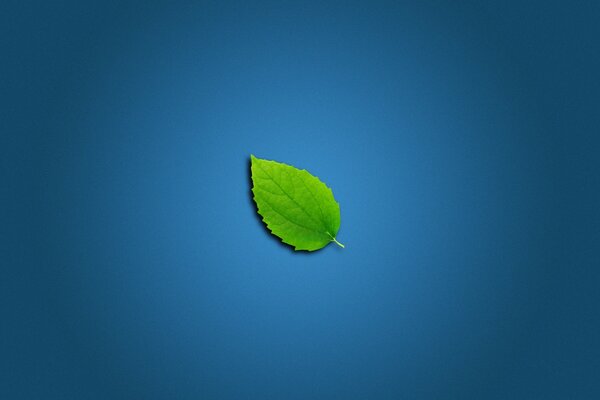 Grünes Blatt auf blauem Hintergrund