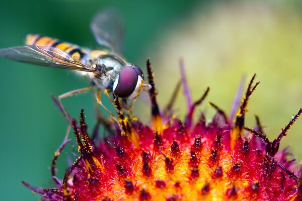 Makroaufnahme eines Insekts, das auf einer Blume gepflanzt wird