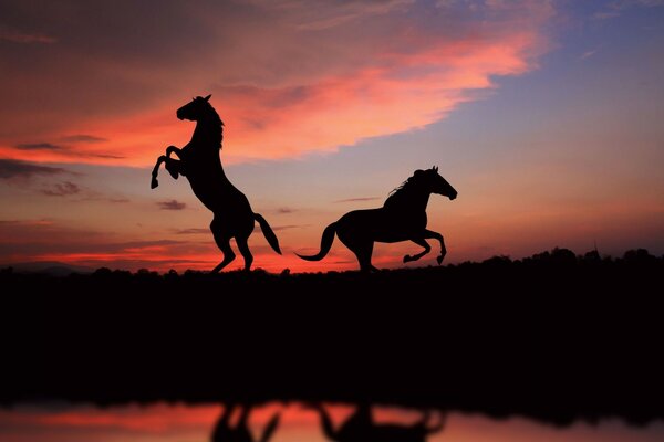 Dos caballos oscuros al atardecer