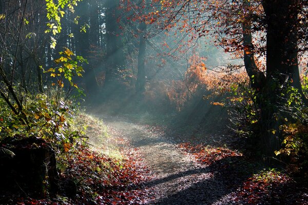 Rays of sunlight in the morning forest