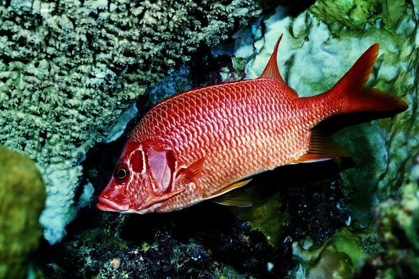 Roter Fisch wird zwischen Korallen gehämmert