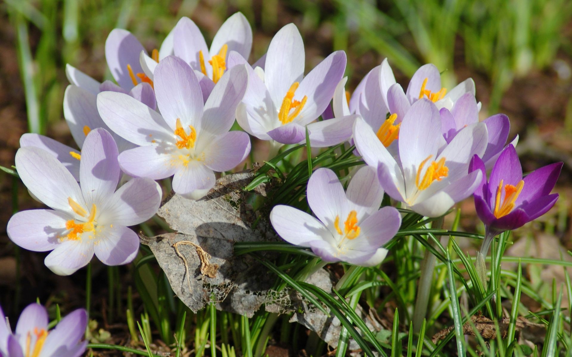 fleurs nature fleur crocus flore bluming pétale floral jardin été feuille saison herbe pâques croissance printemps lumineux gros plan beau foin