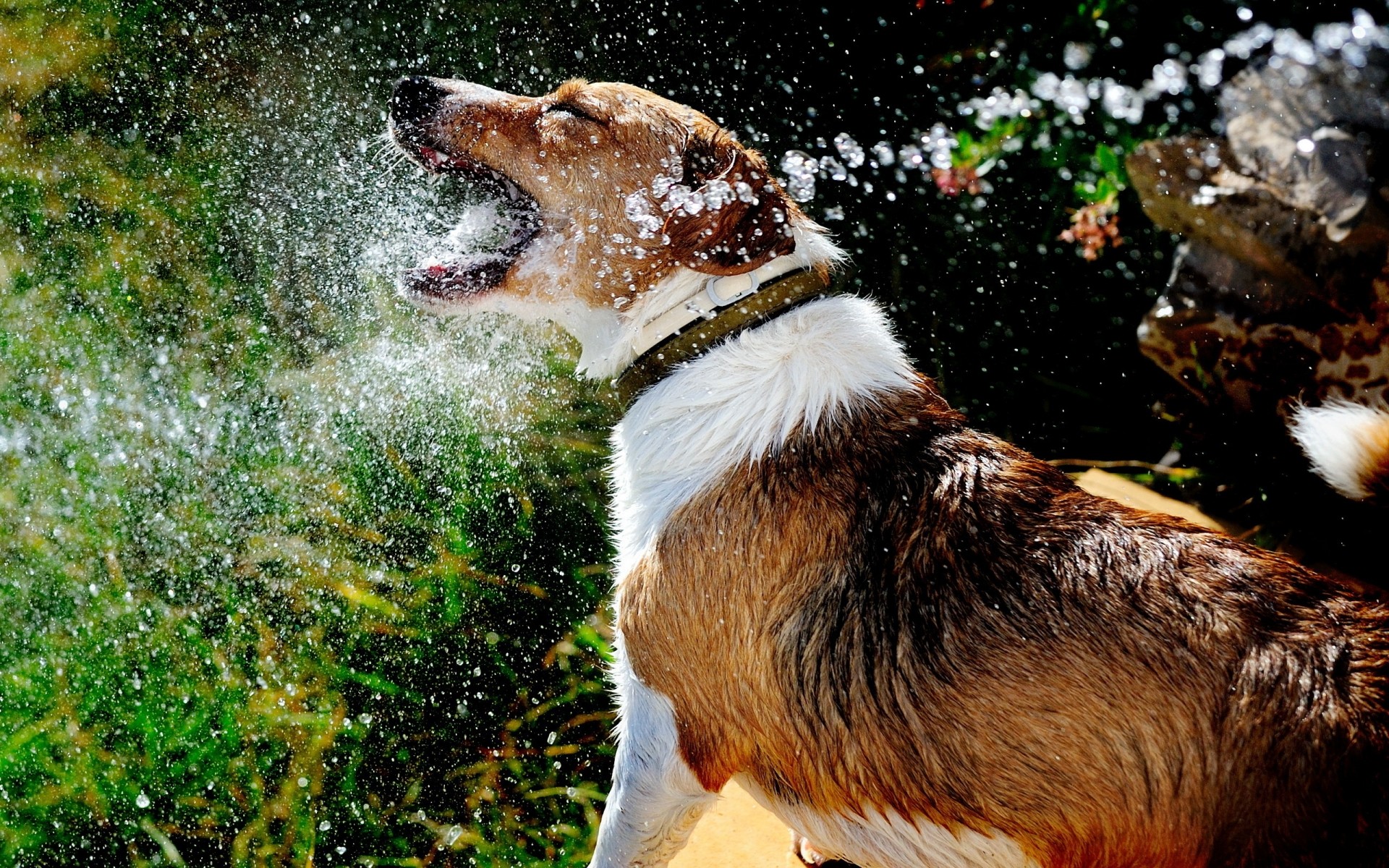 hunde natur im freien tierwelt säugetier wild tier wasser niedlich regen