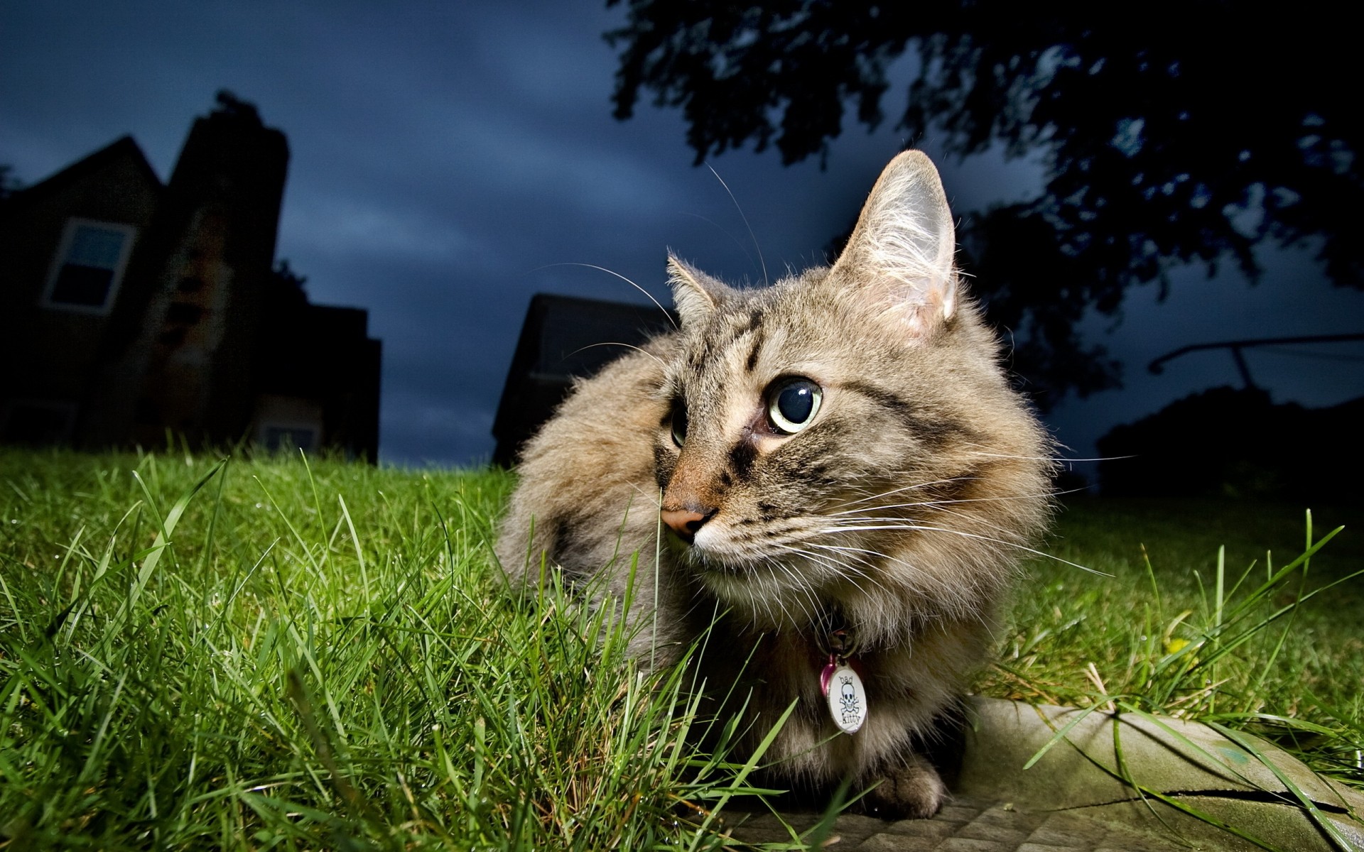 gatti erba animale natura gatto mammifero carino animale domestico sfondo scuro notte paesaggio