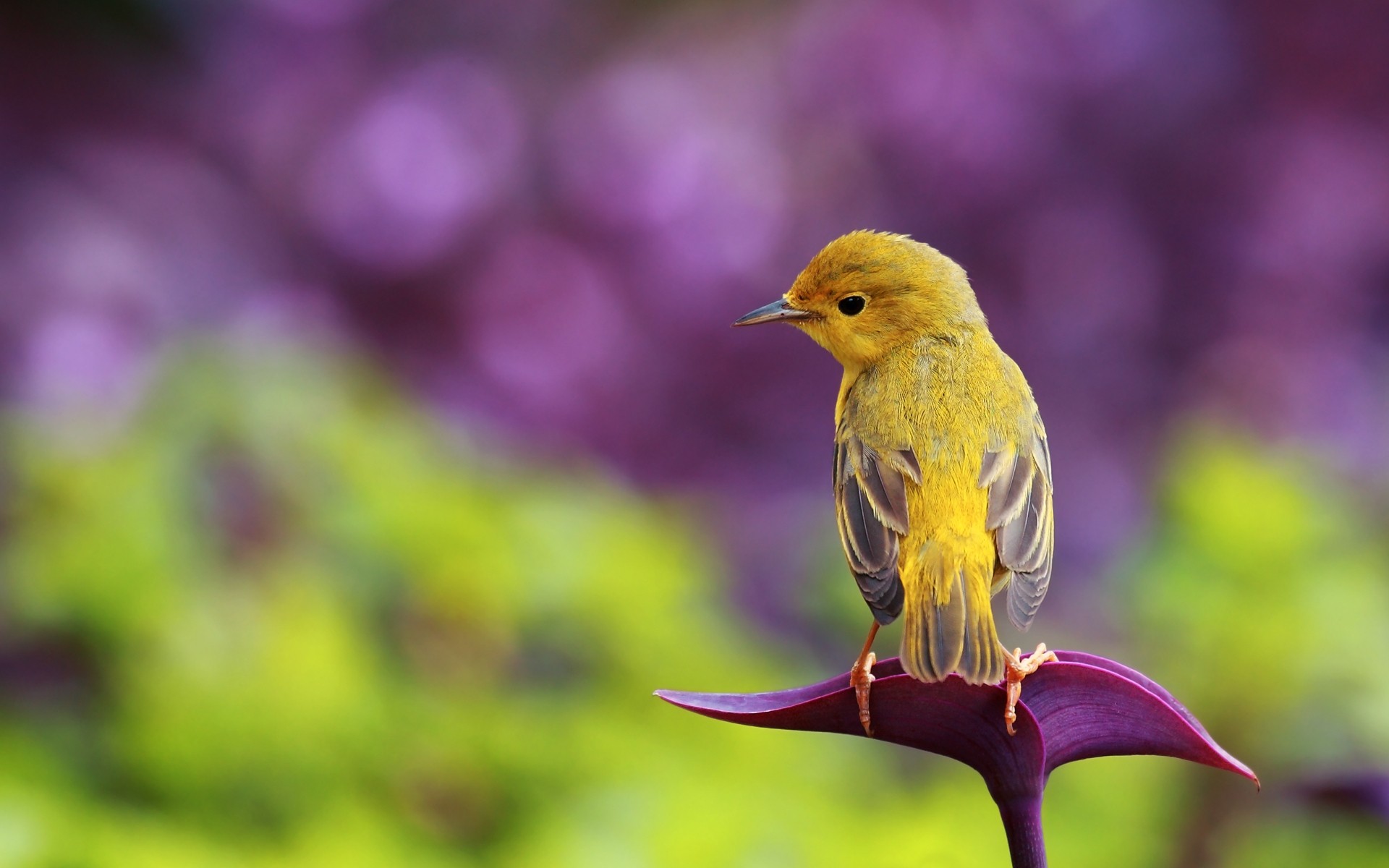 vögel natur unschärfe blume im freien vogel garten farbe sanft tierwelt lila hintergrund