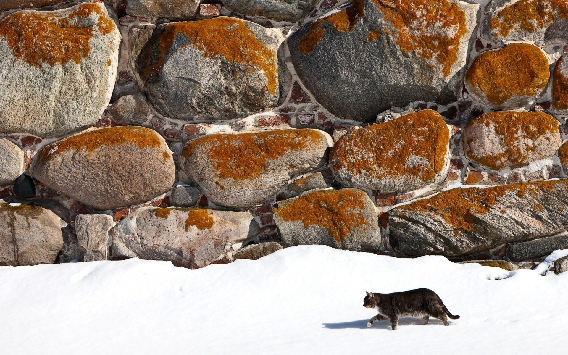 cats rock nature stone snow winter cold outdoors mountain landscape